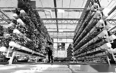 未來農業科技的三大突破點 植物工廠、智慧農業與功能食品的技術交融